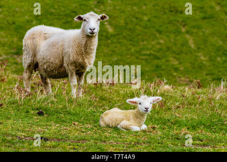 Ein Schaf und ein junges Lamm auf einem grasigen Feld, in den Cheviot Hills bei Wooler, Northumberland, Großbritannien. Mai 2019. Stockfoto