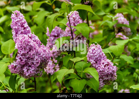 Syringa vulgaris oder Flieder Blüte in Northumberland, Großbritannien. Mai 2018. Stockfoto