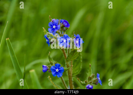 Alkanet grün Blüte in Northumberland, Großbritannien. Mai 2018. Stockfoto