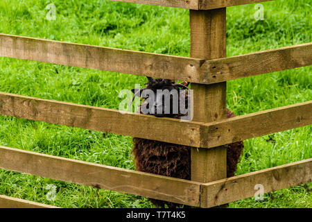 Hebridean Schaf schauend durch einen Holzzaun Gehörnten. Etal, Northumberland, Großbritannien. Mai 2018. Stockfoto