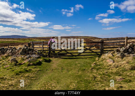 Ein Wanderer durch eine hölzerne Tor in der Nähe der Gewinne in den Cheviot Hills, Northumberland National Park, UK. April 2019. Stockfoto