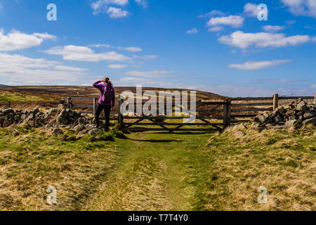 Ein Wanderer in der Nähe der Gewinne in den Cheviot Hills, Northumberland National Park, UK. April 2019. Stockfoto