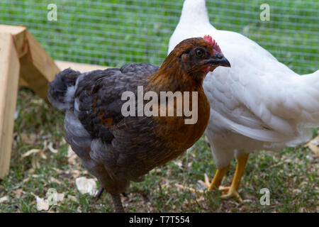 Haustier Huhn, Braun und Schwarz, im Hinterhof chicken run Stockfoto