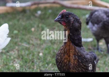 Junge Haustier Huhn alert im Hinterhof chicken run Stockfoto