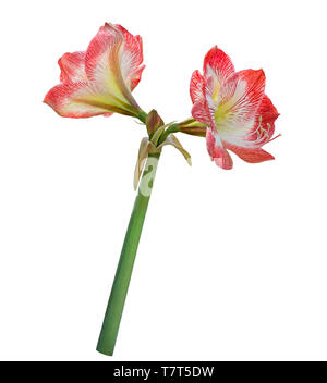 Amaryllis, Blume auf weißem Hintergrund Stockfoto