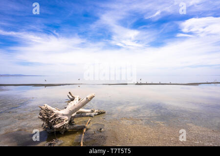 Allein in Salton Sea Kalifornien Stockfoto