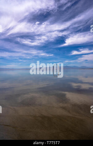 Allein in Salton Sea Kalifornien Stockfoto