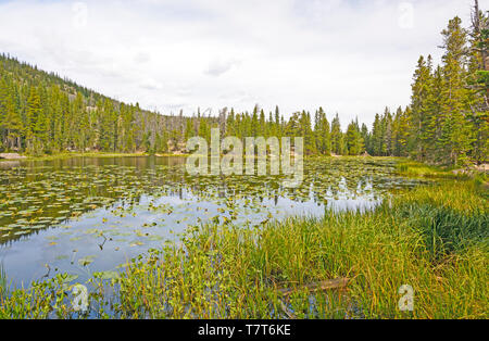 Seerosen auf Nymphe Lake im Rocky Mountain National Park in Colorado Stockfoto