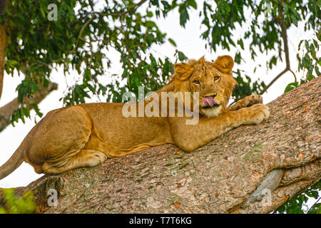 Junger männlicher Löwe in einem Baum im ishasha Region des Queen Elizabeth National Park in Uganda Stockfoto