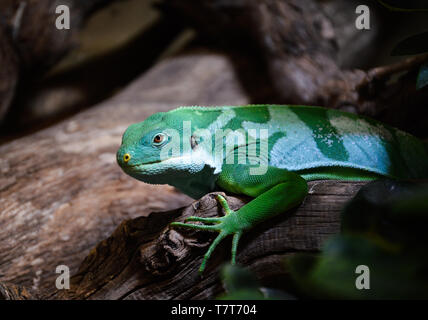 Gebänderten Fidschi Leguan (Brachylophus Fasciatus) Stockfoto