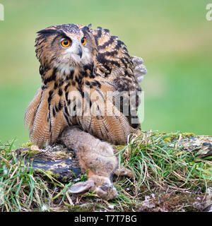 Ein Uhu mit Fluffed Federn schützt seine Beute eines Kaninchens und hält Alert auf der Suche nach rechts Stockfoto