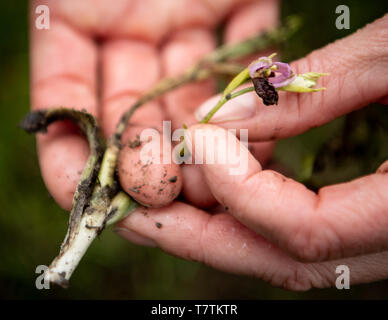 Kappel Grafenhausen, Deutschland. 09 Mai, 2019. Silke Keil hält eine Hummelorchidee in seine Hand auf der Orchideenwiese Taubergießen, die aus dem Boden gezogen wurde. Vom Naturschutzgebiet in Südbaden, gestohlen Diebe haben Tausende von orchid Knollen im Wert von geschätzten 250.000 Euro. Credit: Fabian Sommer/dpa/Alamy leben Nachrichten Stockfoto