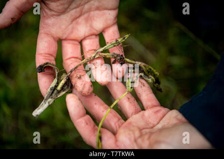 Kappel Grafenhausen, Deutschland. 09 Mai, 2019. Silke Keil hält eine Hummelorchidee in seine Hand auf der Orchideenwiese Taubergießen, die aus dem Boden gezogen wurde. Vom Naturschutzgebiet in Südbaden, gestohlen Diebe haben Tausende von orchid Knollen im Wert von geschätzten 250.000 Euro. Credit: Fabian Sommer/dpa/Alamy leben Nachrichten Stockfoto