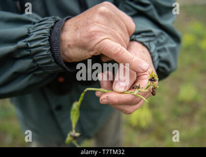 Kappel Grafenhausen, Deutschland. 09 Mai, 2019. Dietmar Keil, Biologe und Filmemacher, hält ein Spider Orchid in seiner Hand, die aus dem Boden auf dem Taubergießen orchid Wiese gezogen wurde. Vom Naturschutzgebiet in Südbaden, gestohlen Diebe haben Tausende von orchid Knollen im Wert von geschätzten 250.000 Euro. Credit: Fabian Sommer/dpa/Alamy leben Nachrichten Stockfoto