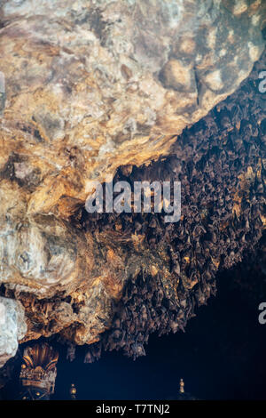 Kolonie der Fledermäuse in der Höhle von Pura Goa Lawah Bali, Indonesien Stockfoto