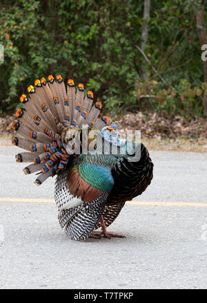 Eine Pfauentruthuhn Vogel, erwachsenen Mann, (Meleagris ocellata) auf der Straße, Tikal, Guatemala, Mittelamerika Stockfoto