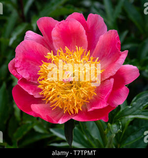 Eine Nahaufnahme eines wilden Pfingstrose in voller Blüte. Stockfoto