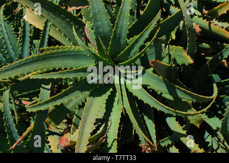 Nahaufnahme Farbe Bild der Aloe Vera Pflanze auf den Kanarischen Inseln. Stockfoto