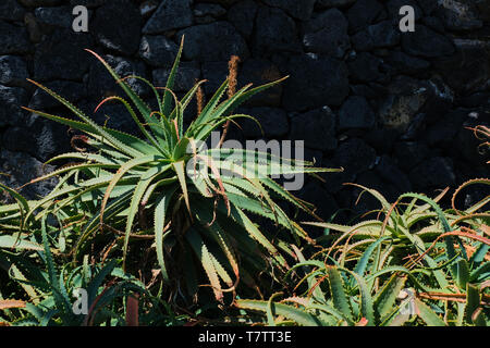 Große Aloe Vera Pflanze an einem sonnigen Tag vor einem grauen Stein Wand in Lanzarote Stockfoto