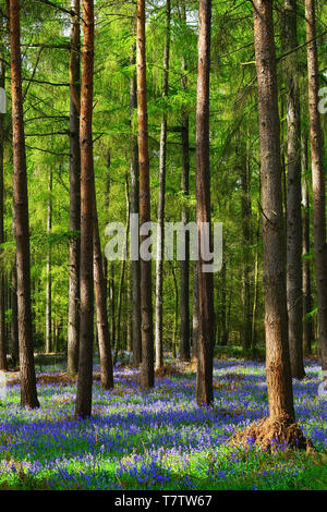 Lärchen und bluebells an Graffridge Holz, Langley, Hertfordshire Stockfoto
