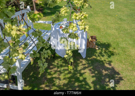 Idyllische warmen Frühling Morgen im Garten. Es gibt eine Bank hinter der Äste, ein Tisch serviert und ein Hund, die auf dem Gras. Stockfoto