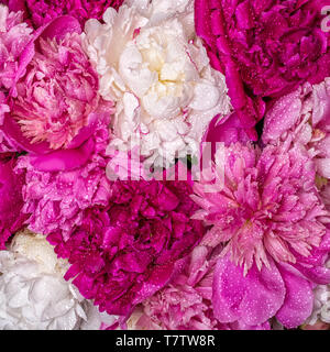 Ein Strauß Pfingstrosen mit Wassertropfen. Feder violett Blumen. Stockfoto