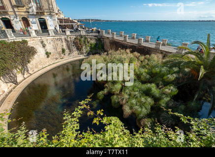 Springbrunnen von Arethusa (Fonte Aretusa) der Insel Ortygia, historischer Teil von Syrakus, Sizilien, Italien Stockfoto
