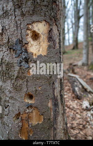 Eine Bohrung pickten durch ein Specht in einem Baum. Eine verkrüppelte Baum von einem Vogel. Saison der Feder. Stockfoto