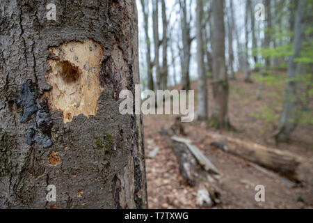 Eine Bohrung pickten durch ein Specht in einem Baum. Eine verkrüppelte Baum von einem Vogel. Saison der Feder. Stockfoto