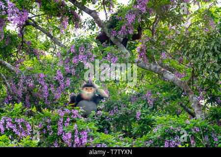 Pygathrix nemaeus in der Jahreszeit des millettia Blumen auf dem Son Tra Halbinsel gemausert, Da Nang, Vietnam. Dies ist eine kleine Gruppe von seltenen wilden anim Stockfoto