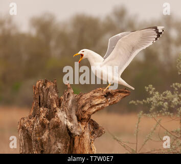 Caspian Gull, Larus cachinnans, stehend auf einem Baumstamm und ruft mit seinen Flügeln gehalten, die typisch für diese Art von Gull ist. Stockfoto