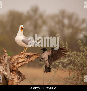 Ein caspian Gull, Larus cachinnans, Gespräche als Nebelkrähe, Corvus cornix, versucht, auf den Baum zu landen - der Stamm, auf dem die Möwe steht. Stockfoto