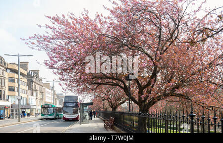 Die Princes Street in Edinburgh, Schottland, im Frühling mit der Kirschblüte. Die Princes Street Gardens und Geschäfte. Bushaltestellen mit Passagieren, Busse reisen Stockfoto