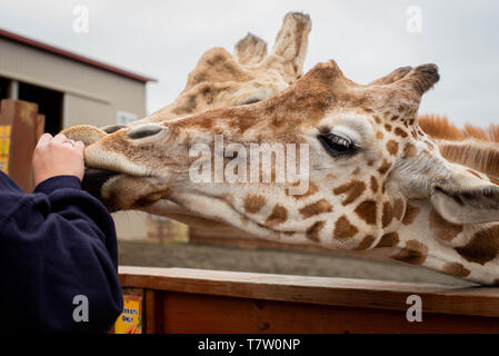 April und Oliver, Giraffen aus einem Zoo in Harpursville, New York, United States stehen zusammen mit den Besuchern am Eröffnungstag im Park. Stockfoto