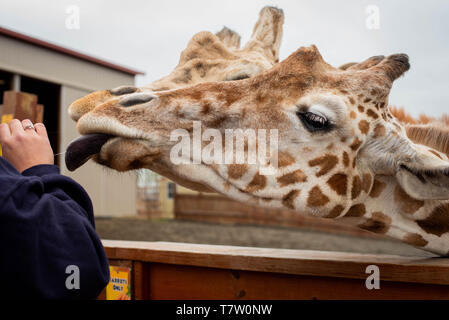 April und Oliver, Giraffen aus einem Zoo in Harpursville, New York, United States stehen zusammen mit den Besuchern am Eröffnungstag im Park. Stockfoto