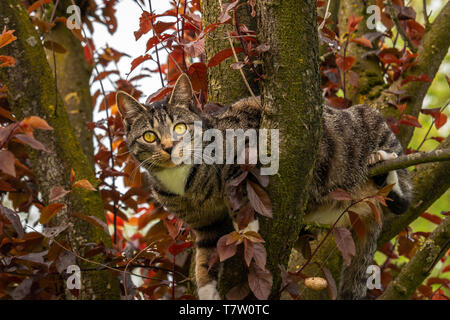 Katze im Baum zu Ihnen schauen Stockfoto