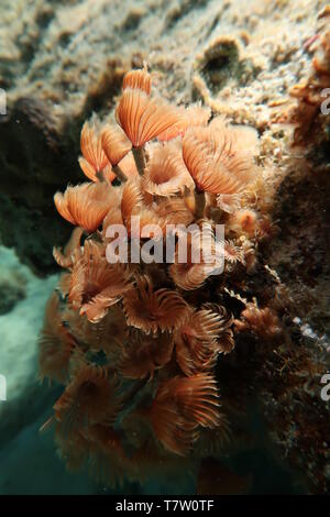 Ocean flower bouquet (Staubwedel/Tube worm) Stockfoto