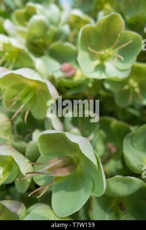 Stinkende Nieswurz - Helleborus purpurascens - in Hendricks Park in Eugene, Oregon, USA. Stockfoto