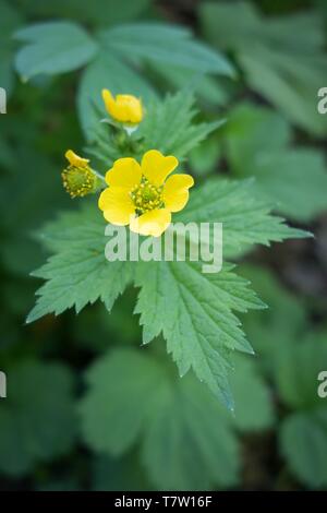 Große leaved avens - Geum macrophyllum - in Hendricks Park in Eugene, Oregon, USA. Stockfoto