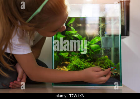 Süßes kleines Mädchen auf der Suche nach Fisch in Nano Aquarium Stockfoto
