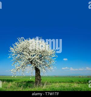 Grüne Felder im Frühling blühenden alten Kirschbaum (Prunus), blauer Himmel mit Wolken, Unstrut-Hainich-Kreis, Thüringen, Deutschland Stockfoto