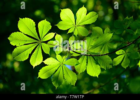 Rosskastanie (Aesculus) Blätter im Frühling, frisch grün, Nahaufnahme, Deutschland Stockfoto