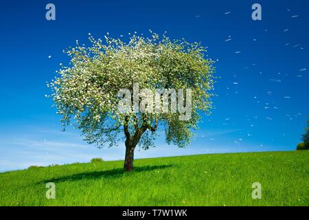 Blühender Apfelbaum im Frühjahr, blauer Himmel, weiße Blütenblätter vom Wind weggeblasen, Hessen, Deutschland Stockfoto