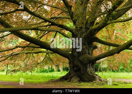 Riesige alte Rotbuche (Fagus sylvatica f. purpurea), Sachsen-Anhalt, Deutschland Stockfoto