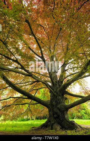 Riesige alte Rotbuche (Fagus sylvatica f. purpurea), Sachsen-Anhalt, Deutschland Stockfoto