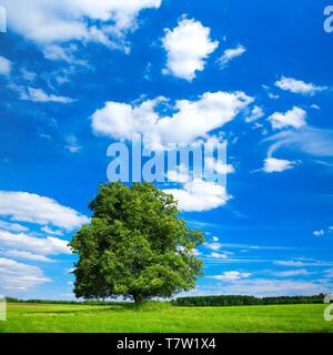 Solitaire Baum, große Linde (Tilia) auf der grünen Wiese, blauer Himmel mit schönem Wetter Wolken, Harzvorland, Sachsen-Anhalt, Deutschland Stockfoto