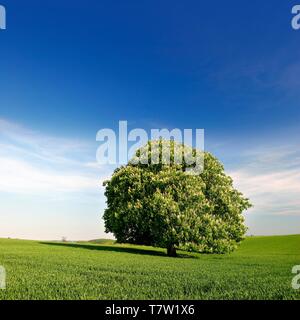 Solitaire Baum, Blüte Rosskastanie (Aesculus) auf der grünen Wiese, blauer Himmel mit Schleier der Wolken, Saalekreis, Sachsen-Anhalt, Deutschland Stockfoto