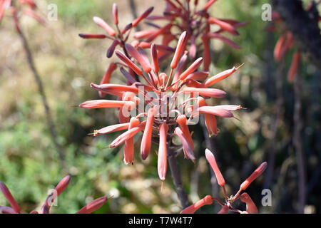 Orange Aloe Vera Sukkulente Stockfoto
