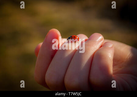 Marienkäfer Marienkäfer an Hand eines Kindes bei einem Spaziergang im Wald Stockfoto