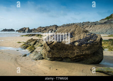 Muscheln am Felsen durch die Ebbe auf den Fistral Beach in Newquay in Cornwall ausgesetzt. Stockfoto